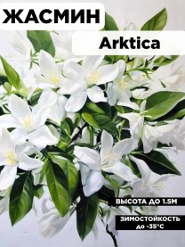 Саженцы Жасмин (чебушник) Арктика