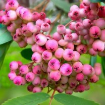 Рябина сладкоплодная