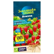 Земляника ремонтантная Атилла