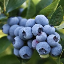 Голубика самоплодная